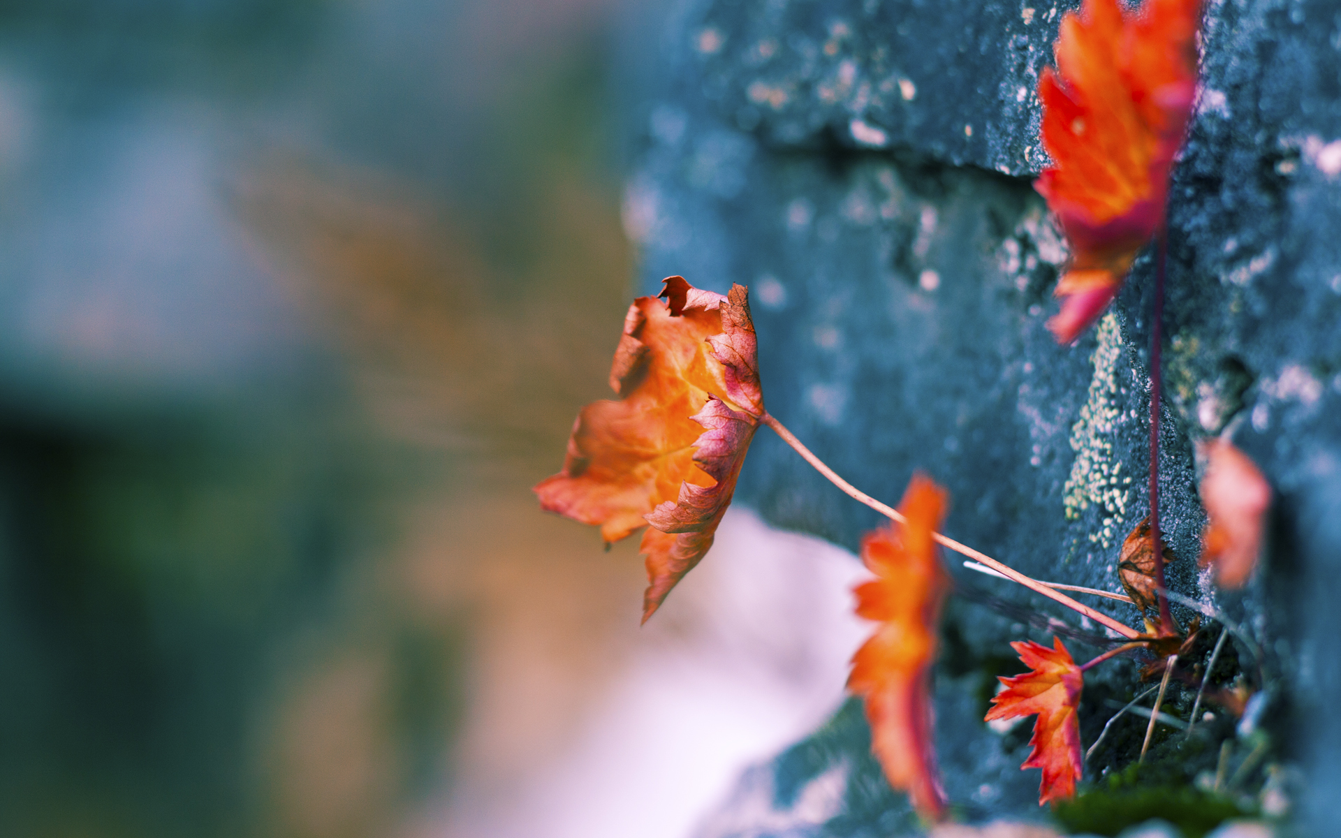 开云平台-主场作战不畏对手,球队连胜士气如虹,主场不败是什么意思