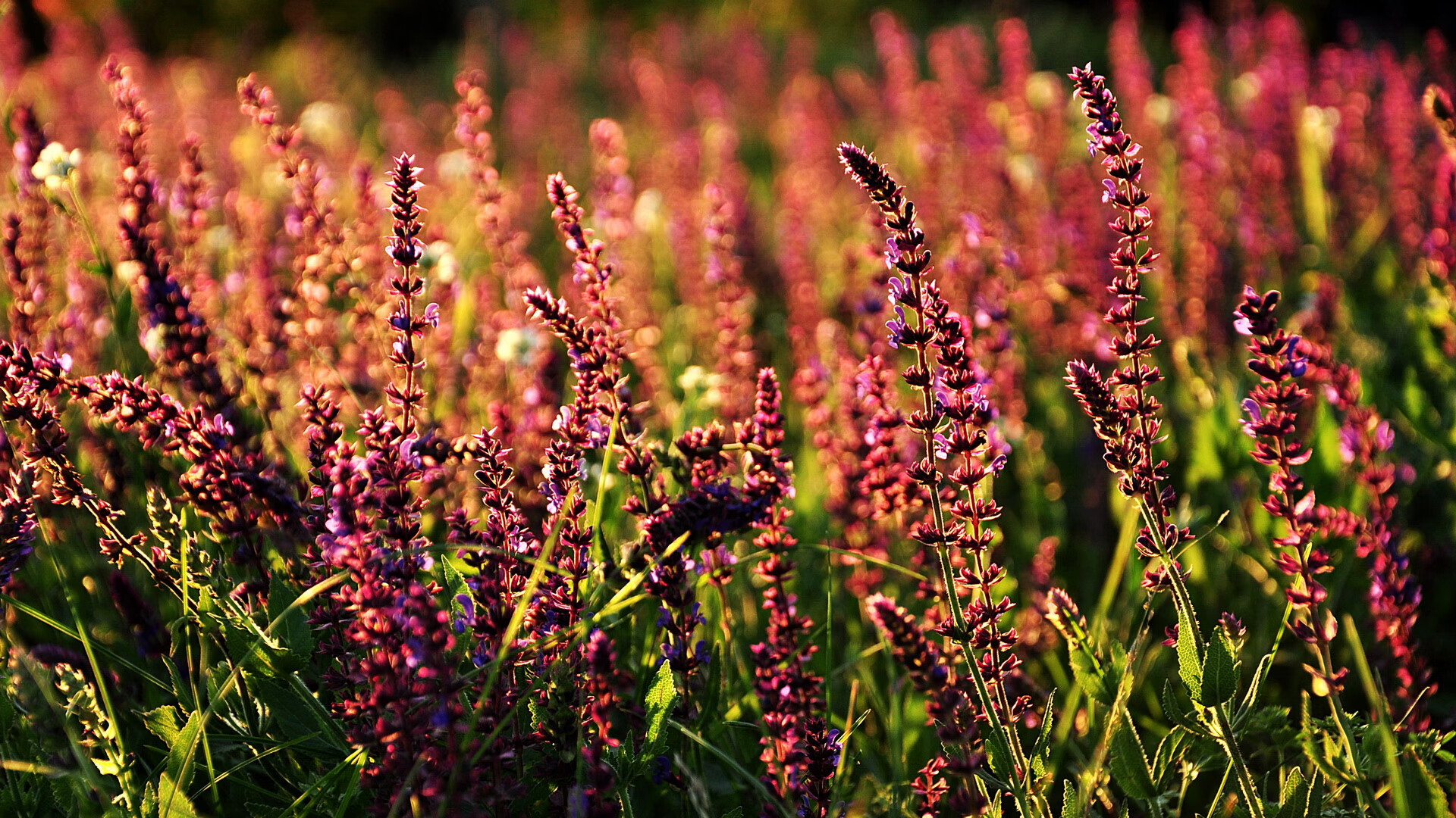 开云体育娱乐app安全-切尔西女足参加国际友谊赛，切尔西女足参加国际友谊赛了吗