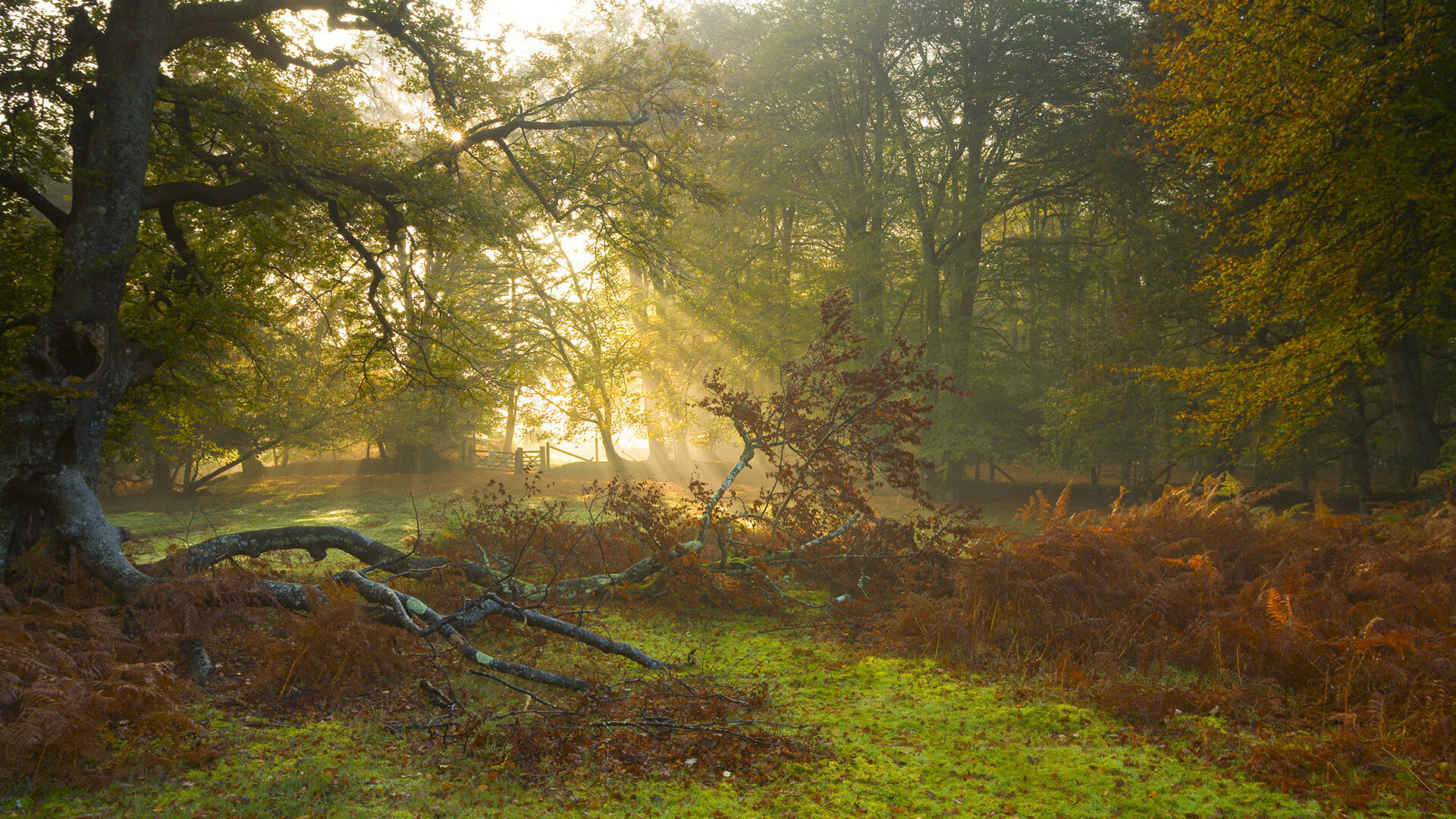 下载开云-切尔西女足夺冠后球员庆祝画面，切尔西女足池笑然