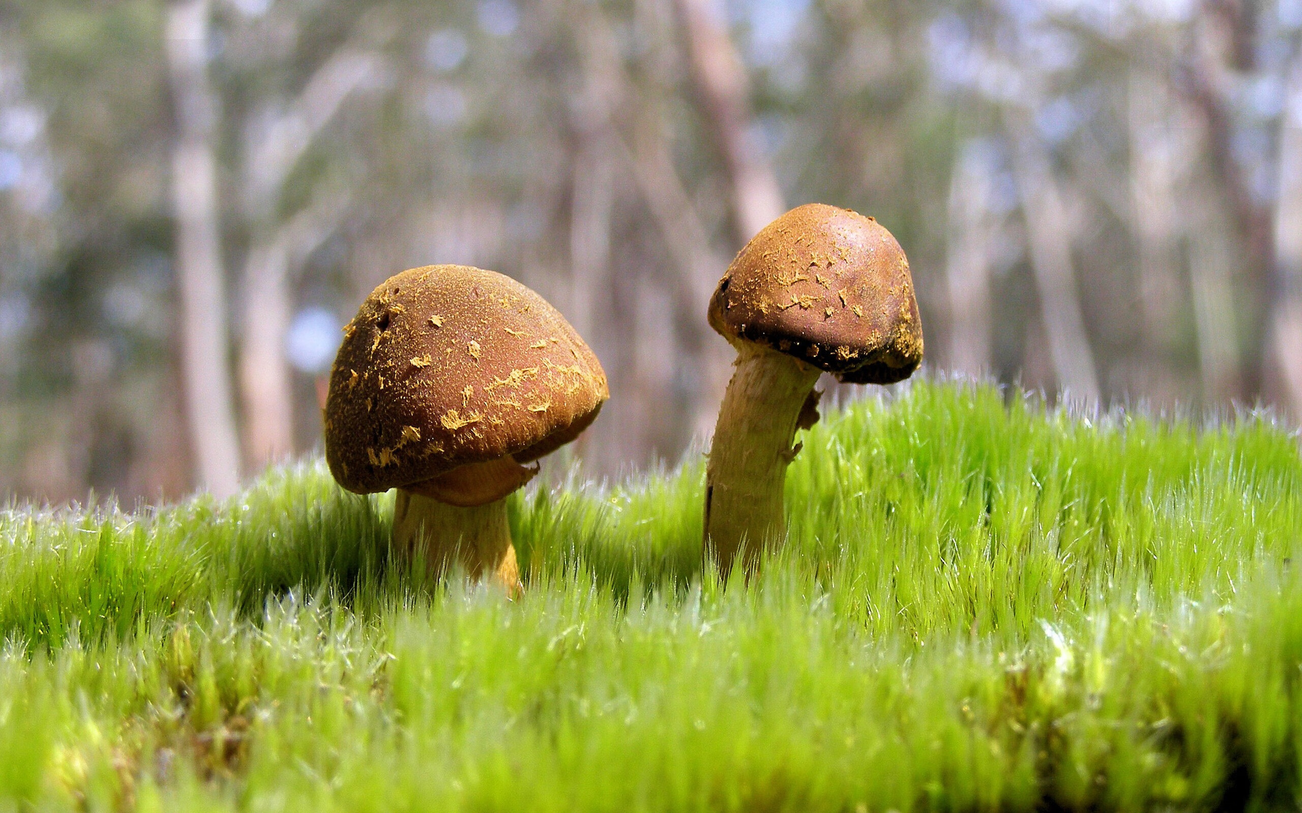 开云体育官方app-澳大利亚队的强劲表现：国际乒联混合团体世界杯全纪录，澳大利亚 乒乓球 lay