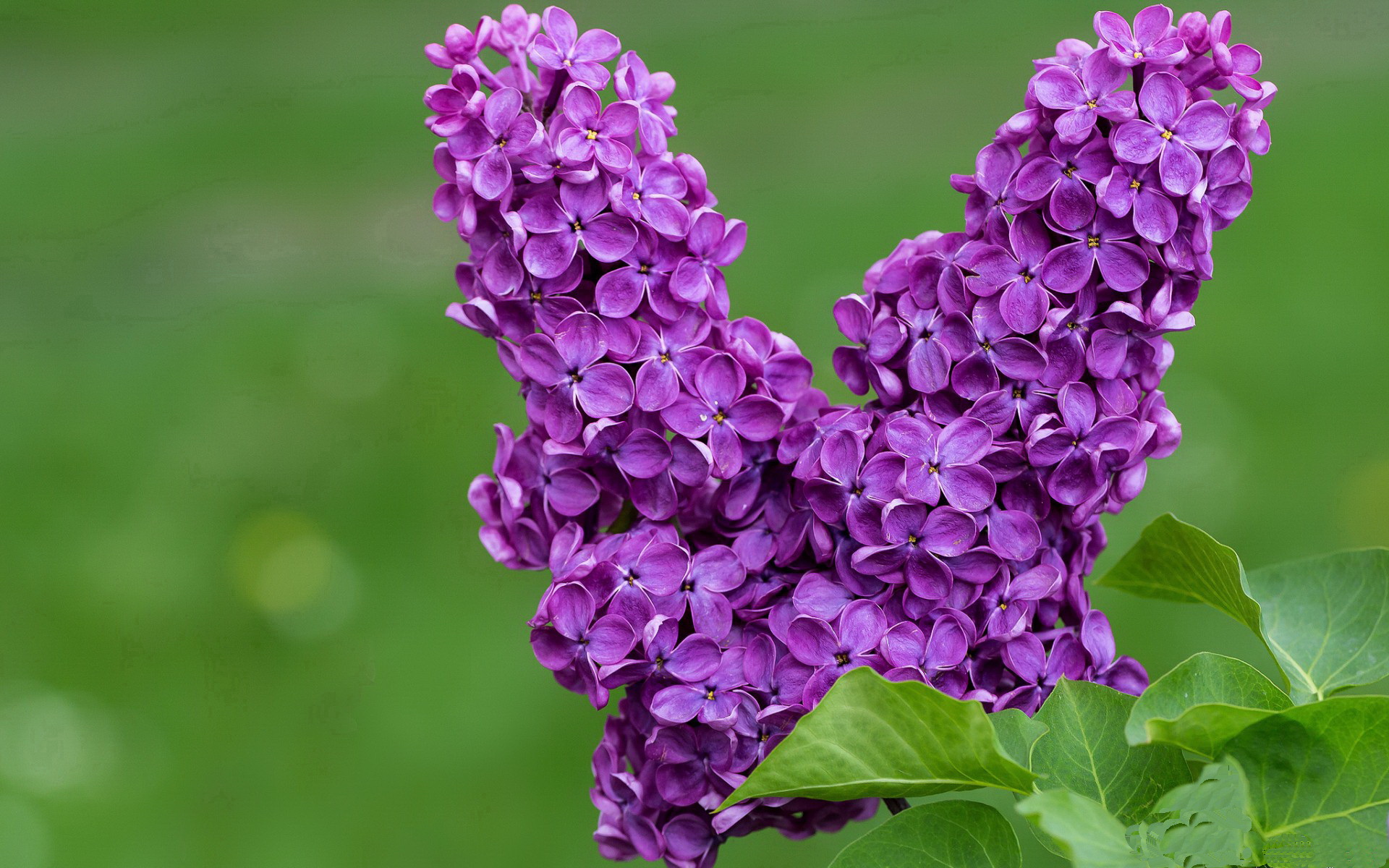 kaiyun sports-澳女队团队节奏完美 发挥极致，澳女足联赛直播