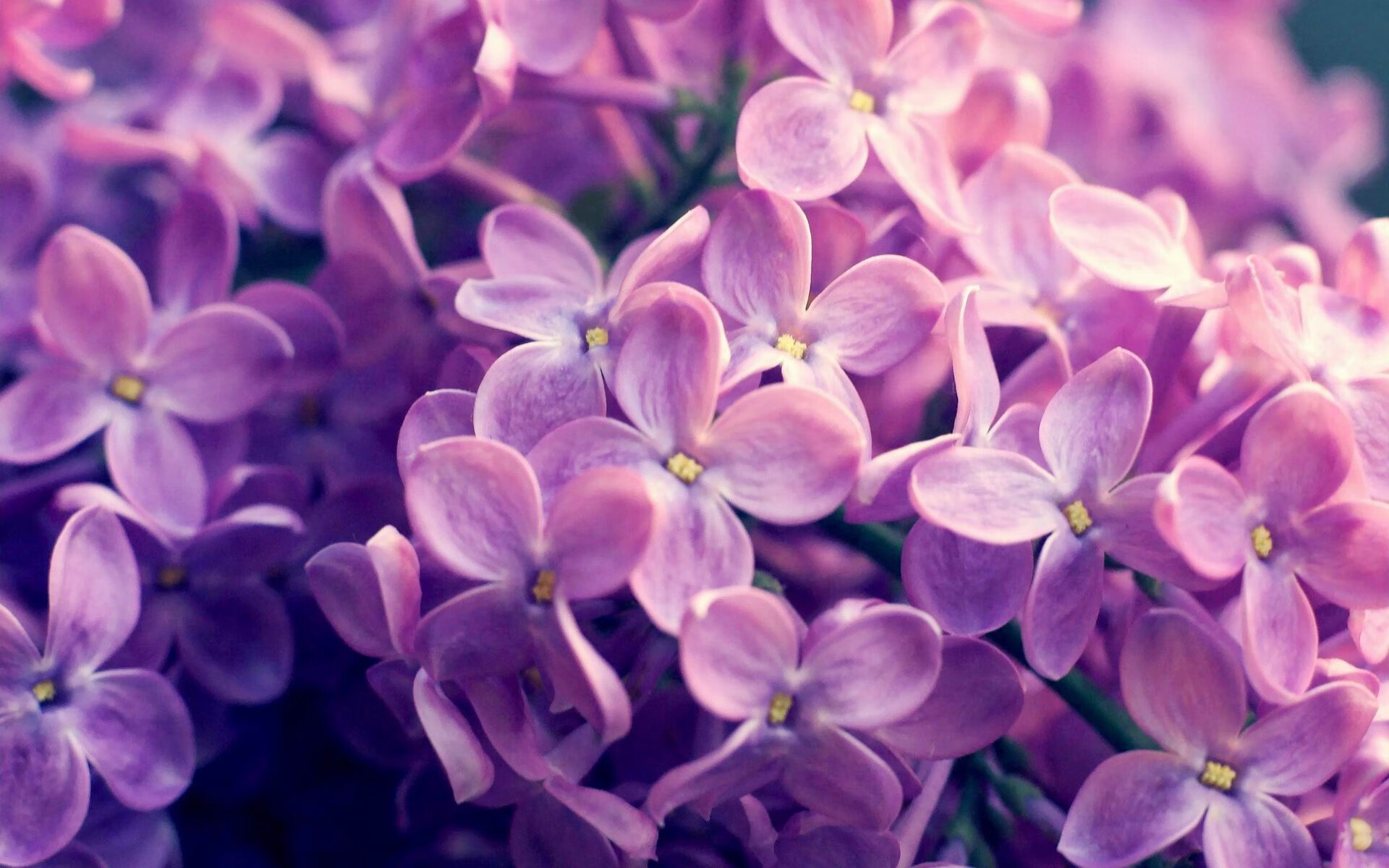 开云体育APP下载-图穆亚展现全能球技，成为袋鼠队的进攻利器，图阿vs穆勒